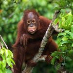 Orangutan, Borneo, Indonesia