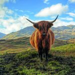 Escocia, vaca de las highlands