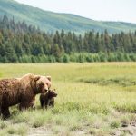 yELLOWSTONE eeuu