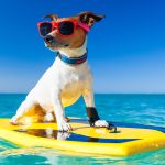 California Surf