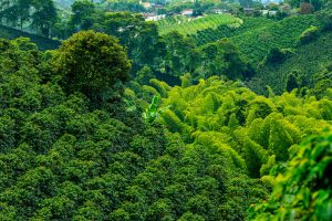 Colombia, cafetales