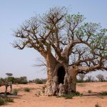 Senegal, baobab
