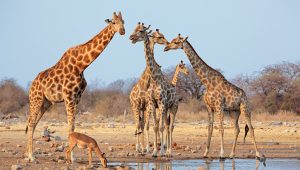Jirafas en Etosha, Namibia