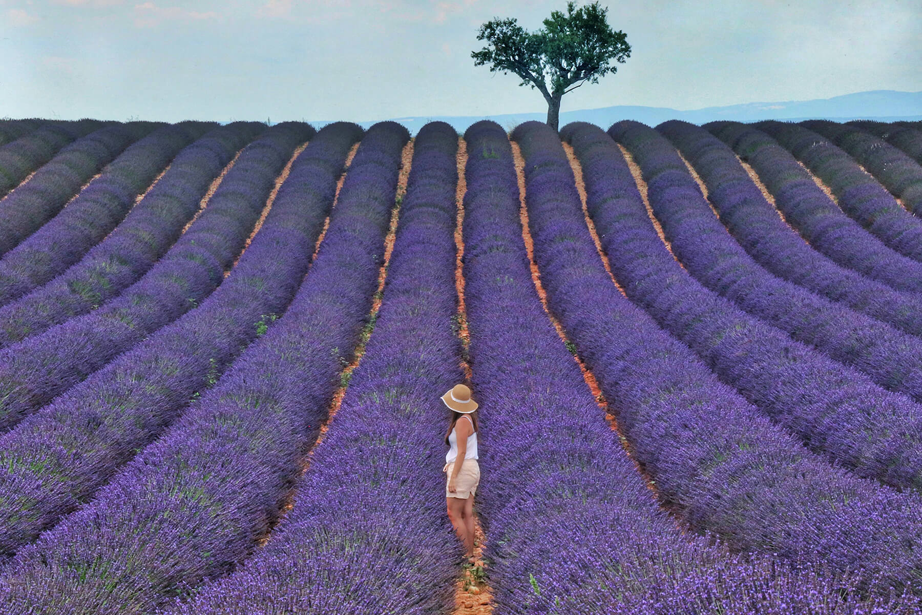 Provenza, campos de lavanda